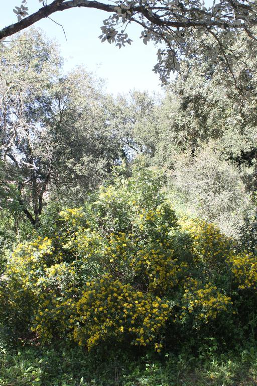 فيلا A L'Est D'Uzes Saint-Siffret المظهر الخارجي الصورة